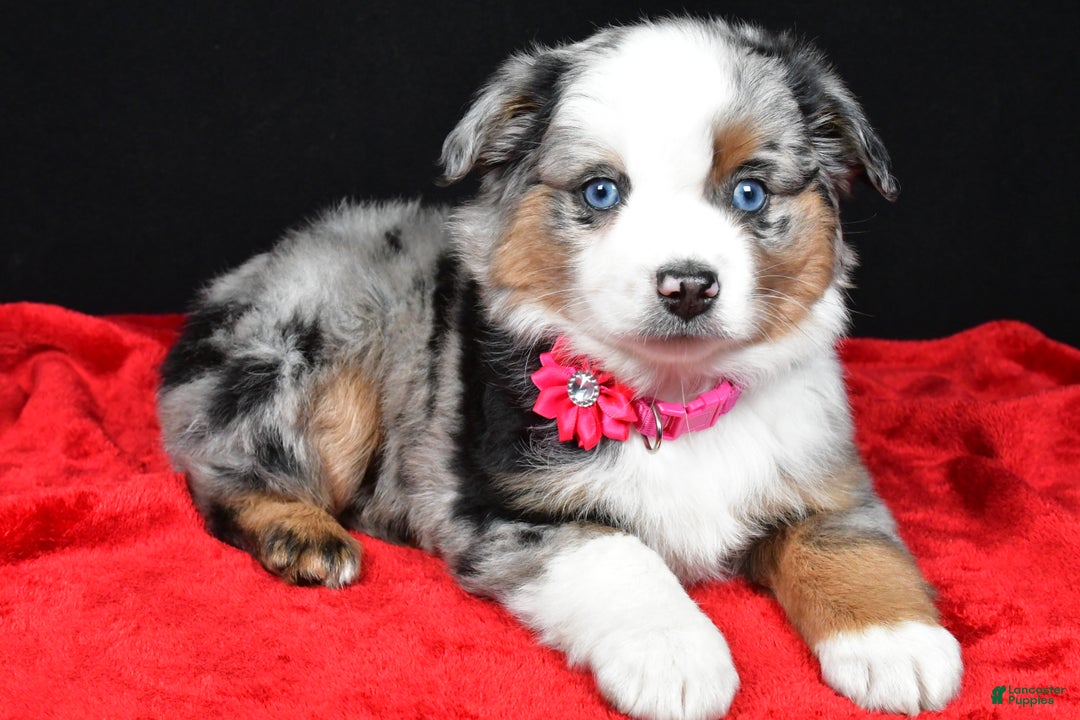 Miniature Australian Shepherd dogs for sale: Remi - Ad 6