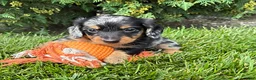 Miniature Dachshund dogs for sale: Newton - Ad 2