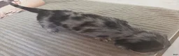 Miniature Schnauzer dogs for sale: Rice - Ad 4