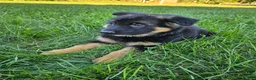 German Shepherd dogs for sale: Remi - Ad 4