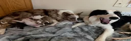 Border Collie dogs for sale: Loki - Ad 4