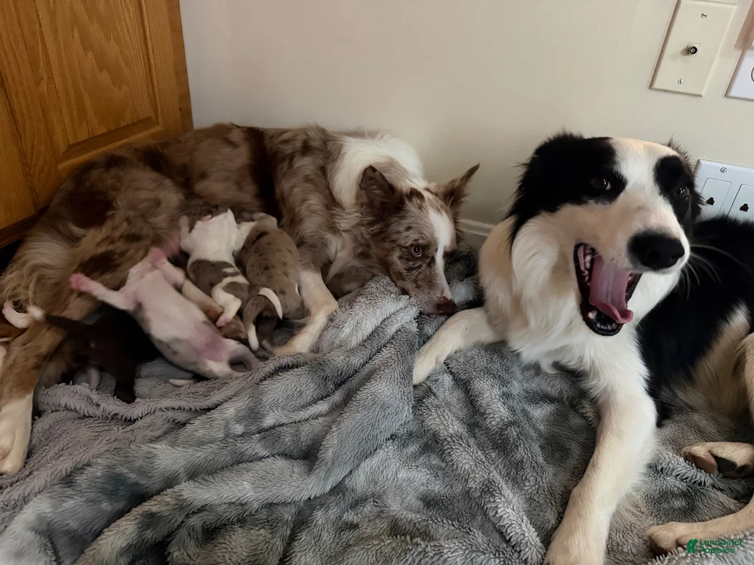 Border Collie dogs for sale: Loki - Ad 4