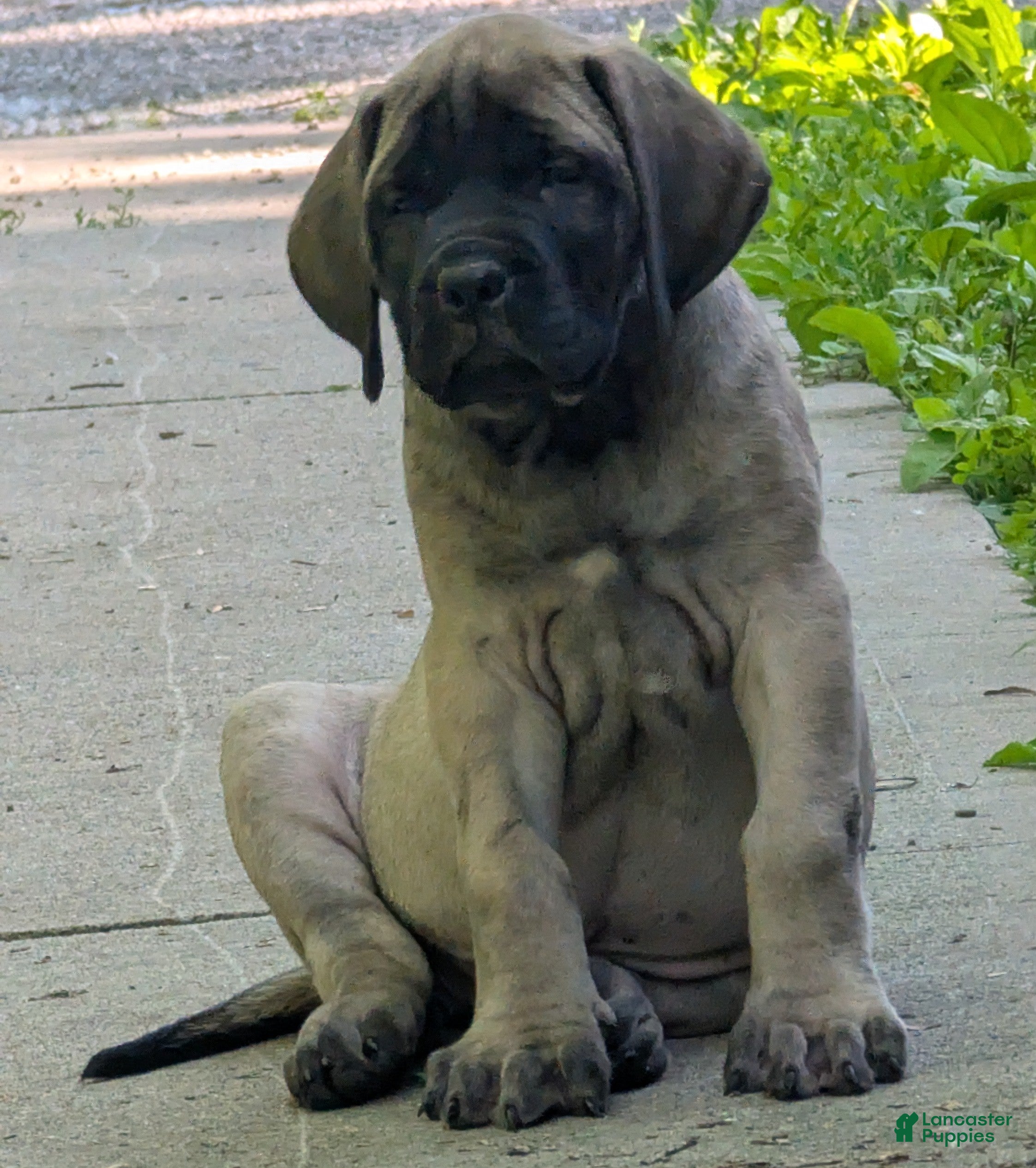 English Mastiff dogs English Mastiff Puppy 4 - Ad 2