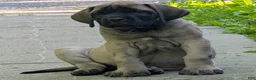 English Mastiff dogs for sale: English Mastiff Puppy 4 - Ad 2