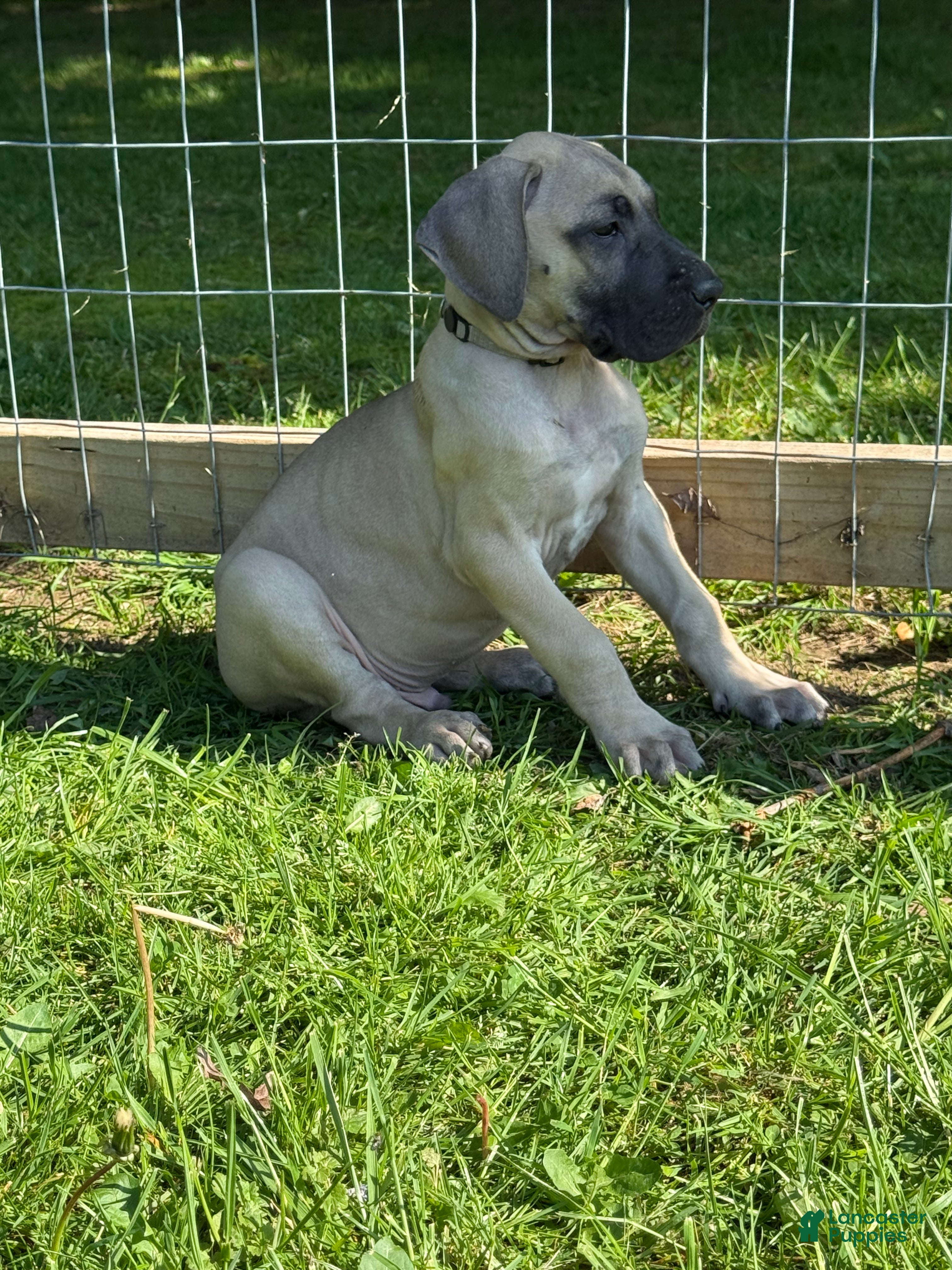 Great Dane dogs Bucatini (Black) - Ad 18