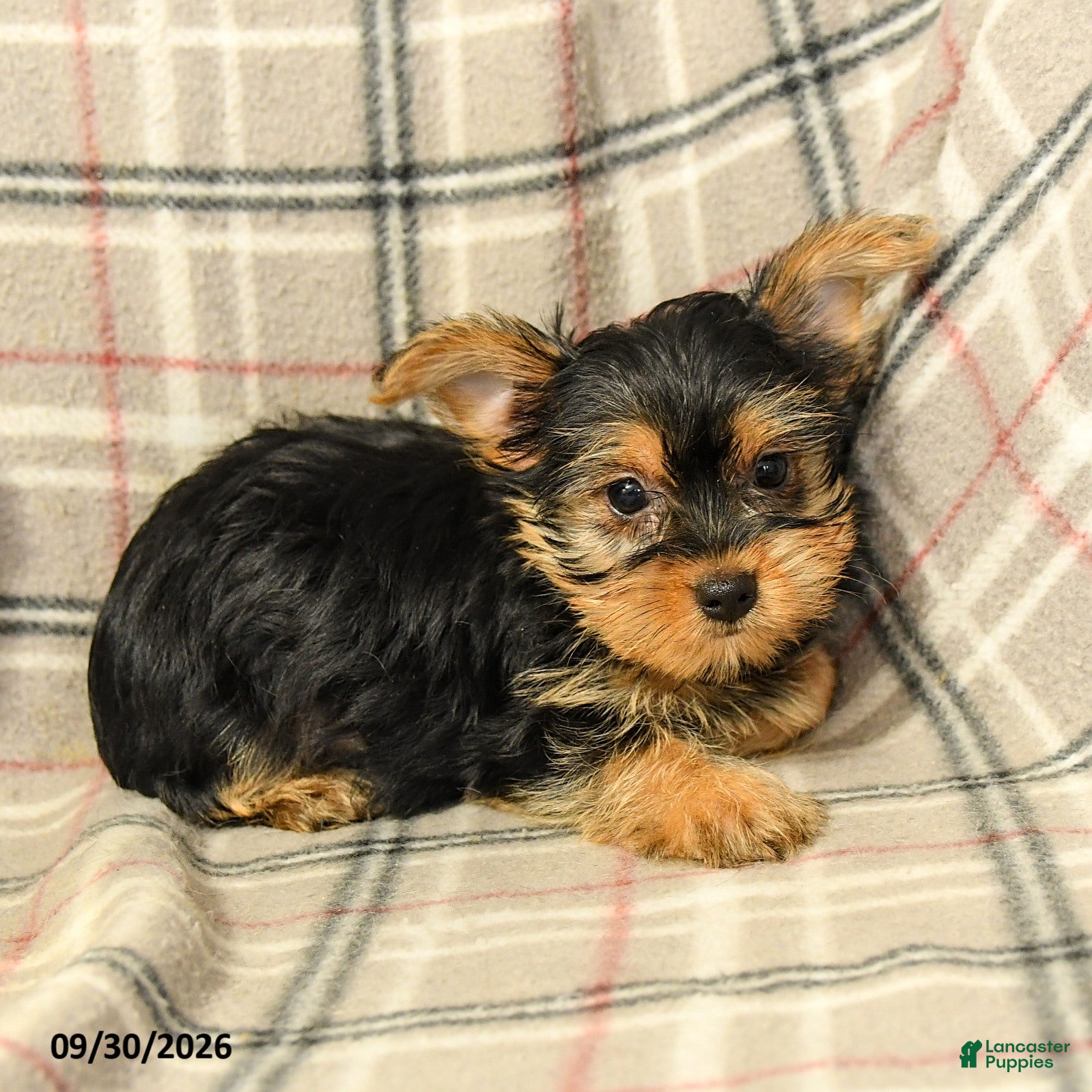 Yorkshire Terrier dogs Jonah - Ad 2