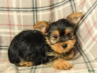 Yorkshire Terrier dogs Jonah - Ad 2