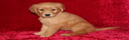 Golden Retriever dogs for sale: Summer AKC OFA  - Ad 9
