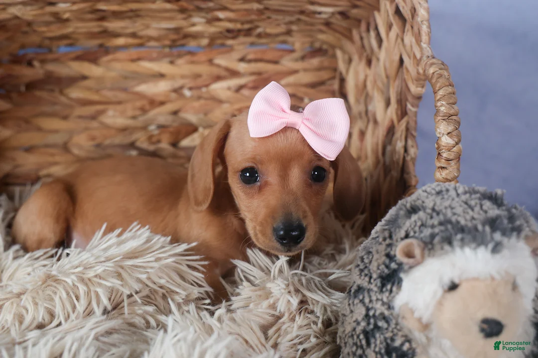 Dachshund dogs for sale: Quincy - Ad 13