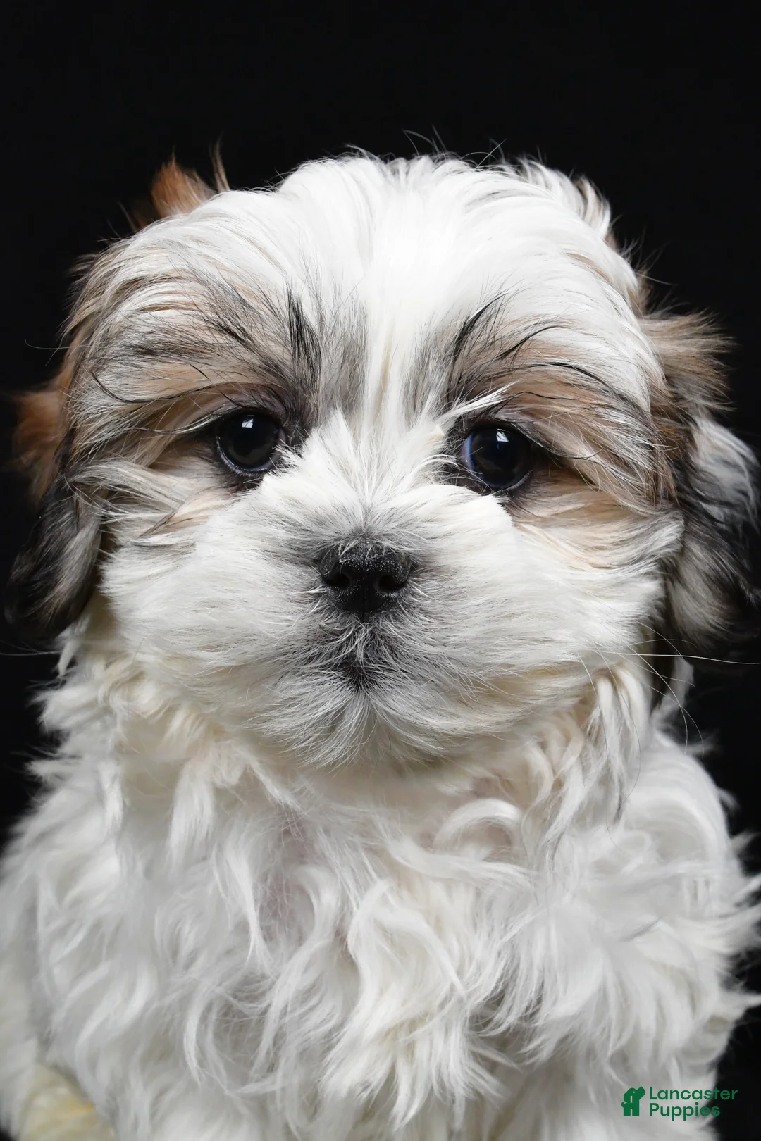 Teddy Bear dogs for sale: Eddy - Ad 7