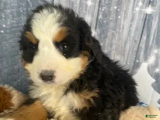 Bernese Mountain Dog dogs June - Ad 1