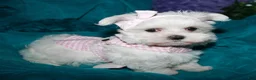 Maltese dogs for sale: Fannie - Ad 22