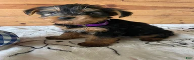 Baxter