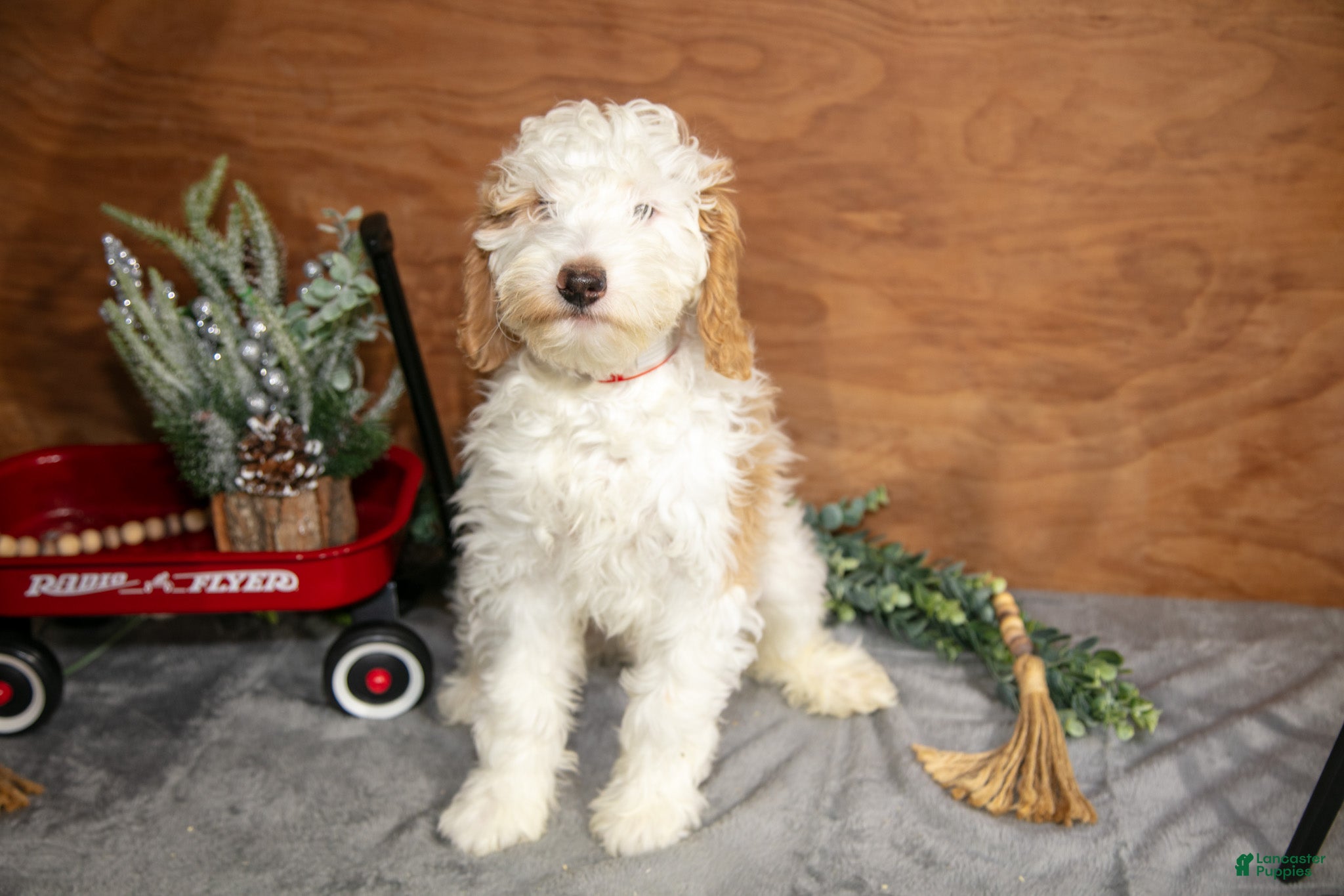 Mini Goldendoodle dogs Henry - Ad 27