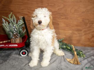 Mini Goldendoodle dogs Henry - Ad 16