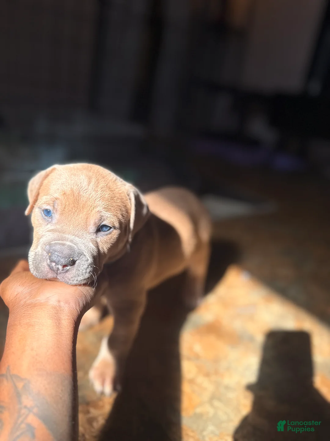 Mixed Breed dogs for sale: Caleb  - Ad 1