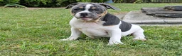 Mixed Breed dogs for sale: Sale! Blue Bubba - Ad 2