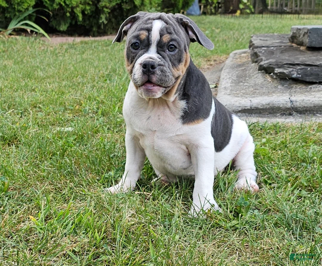 Mixed Breed dogs for sale: Sale! Blue Bubba - Ad 2