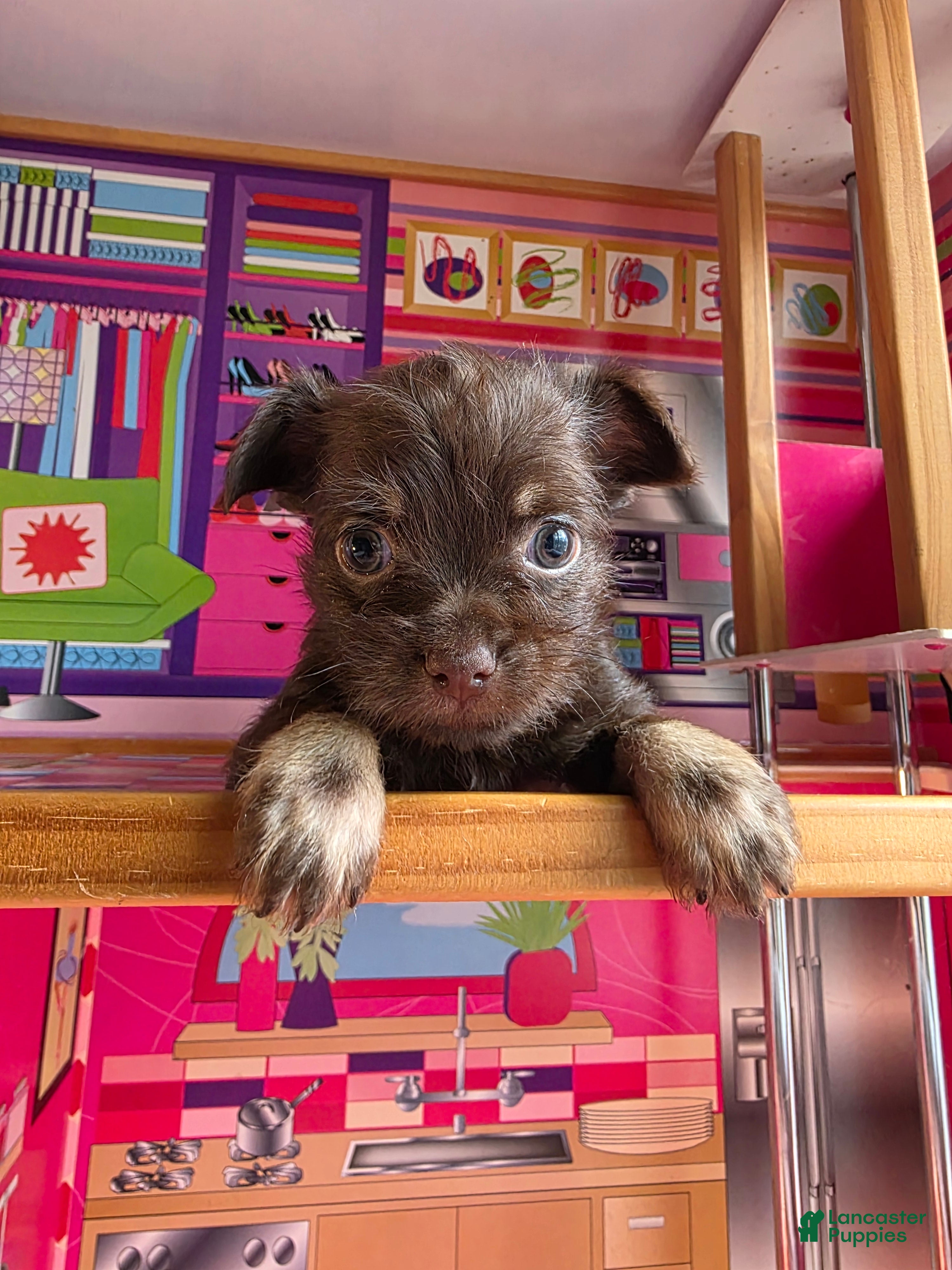 Mixed Breed dogs Artist  - Ad 1