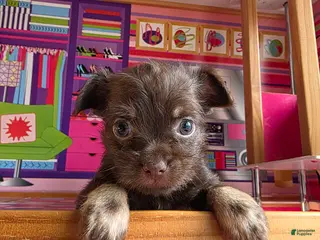 Mixed Breed dogs for sale: Artist - Ad 3