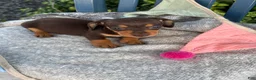 Miniature Dachshund dogs for sale: Tinkerbelle - Ad 3