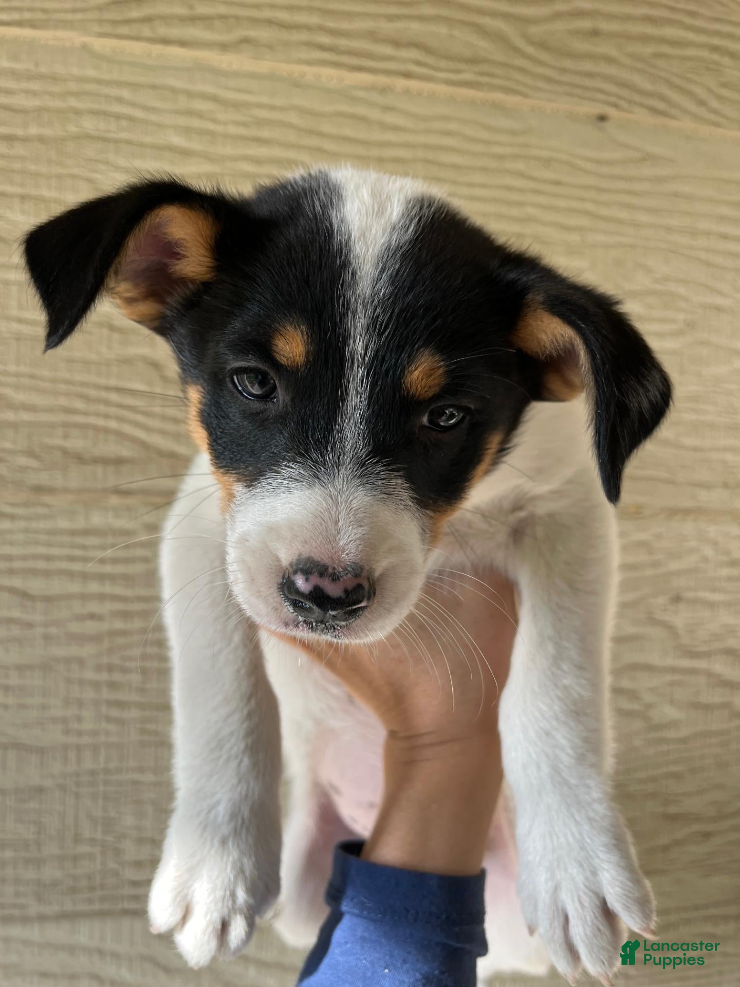 Border Collie dogs Border Collie 4 - Ad 30