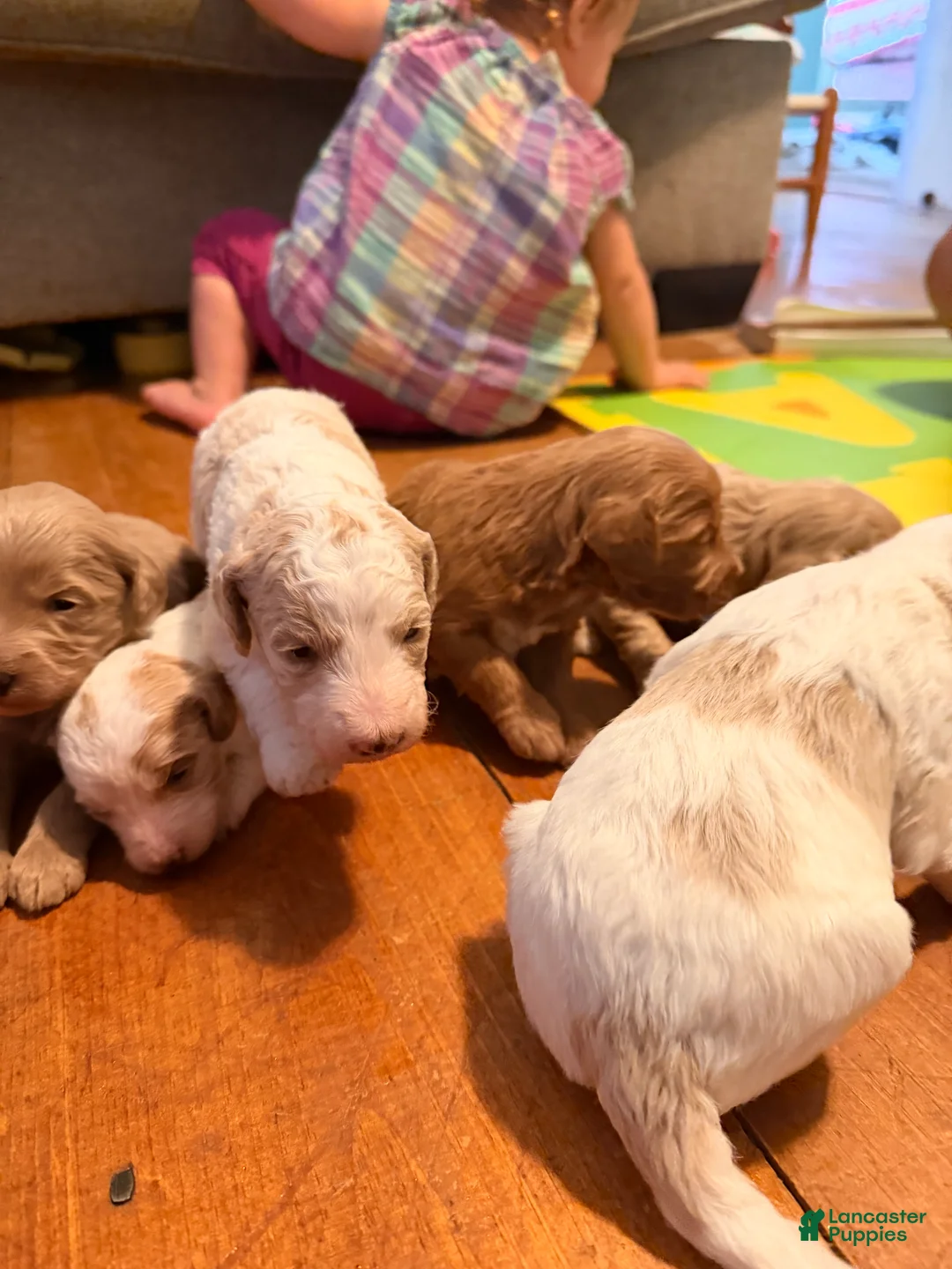 Goldendoodle dogs for sale: Copper  - Ad 5