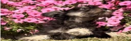 Miniature Schnauzer dogs for sale: Hailey - Ad 4