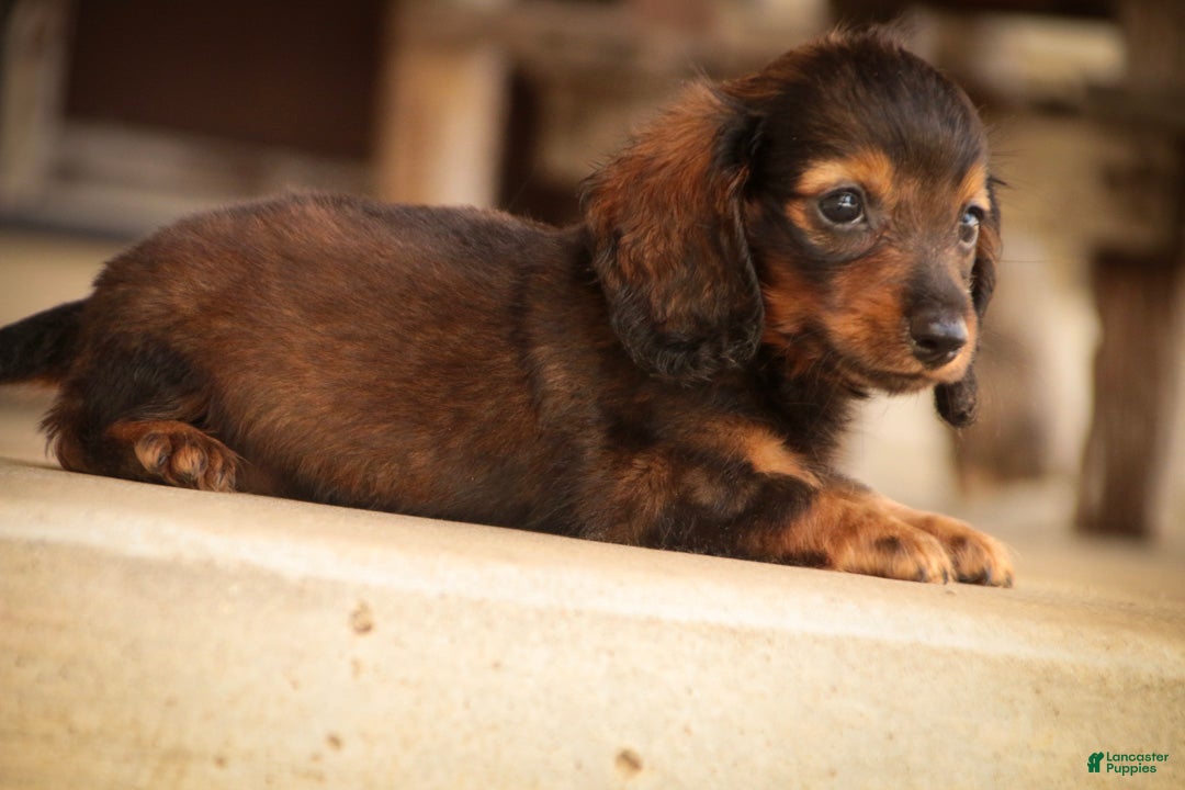 Miniature Dachshund dogs Eddie Miniature Dachshund  - Ad 2
