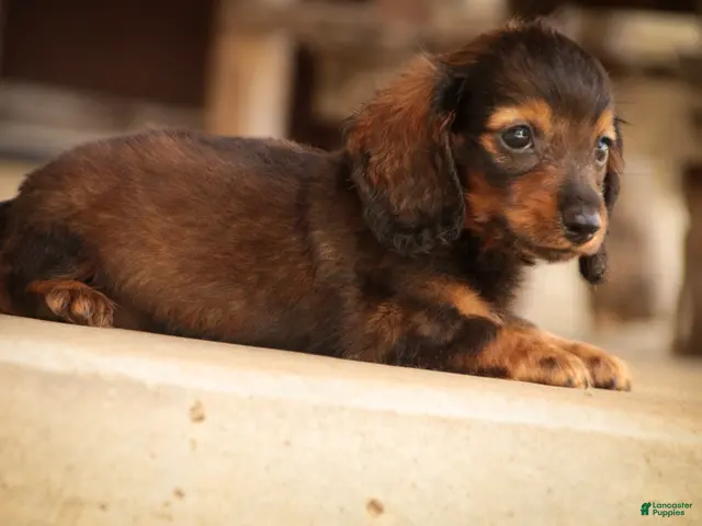 Miniature Dachshund dogs for sale: Eddie Miniature Dachshund - Ad 2
