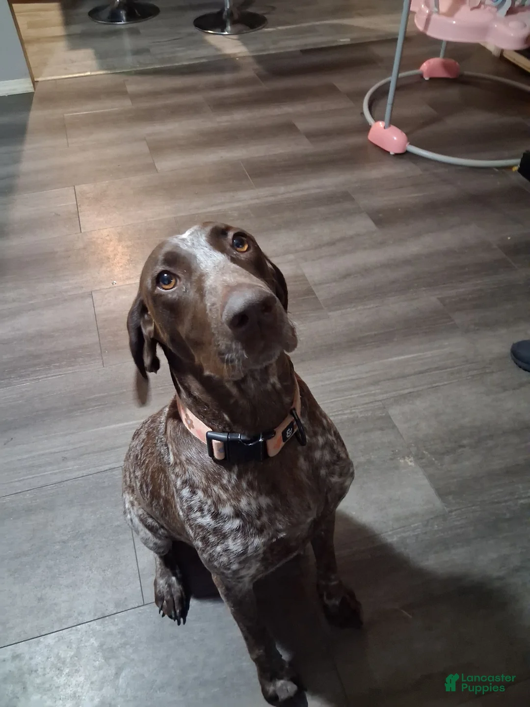 German Shorthaired Pointer dogs for sale: German Shorthaired Pointer 3 - Ad 2