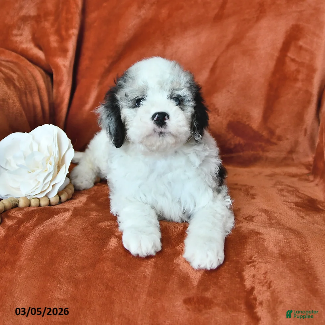 Mini Aussiedoodle dogs for sale: Spencer - Ad 2