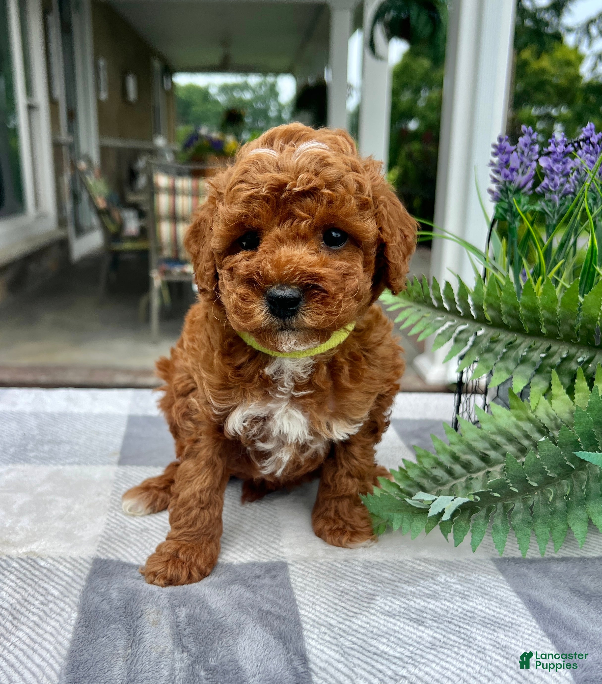 Mini Goldendoodle dogs Charlotte - Ad 1