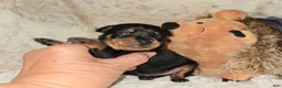Miniature Pinscher dogs for sale: AKC Carter - Ad 2