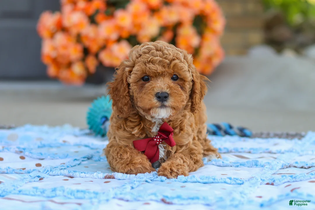 Cavapoo dogs for sale: Finn - Ad 2