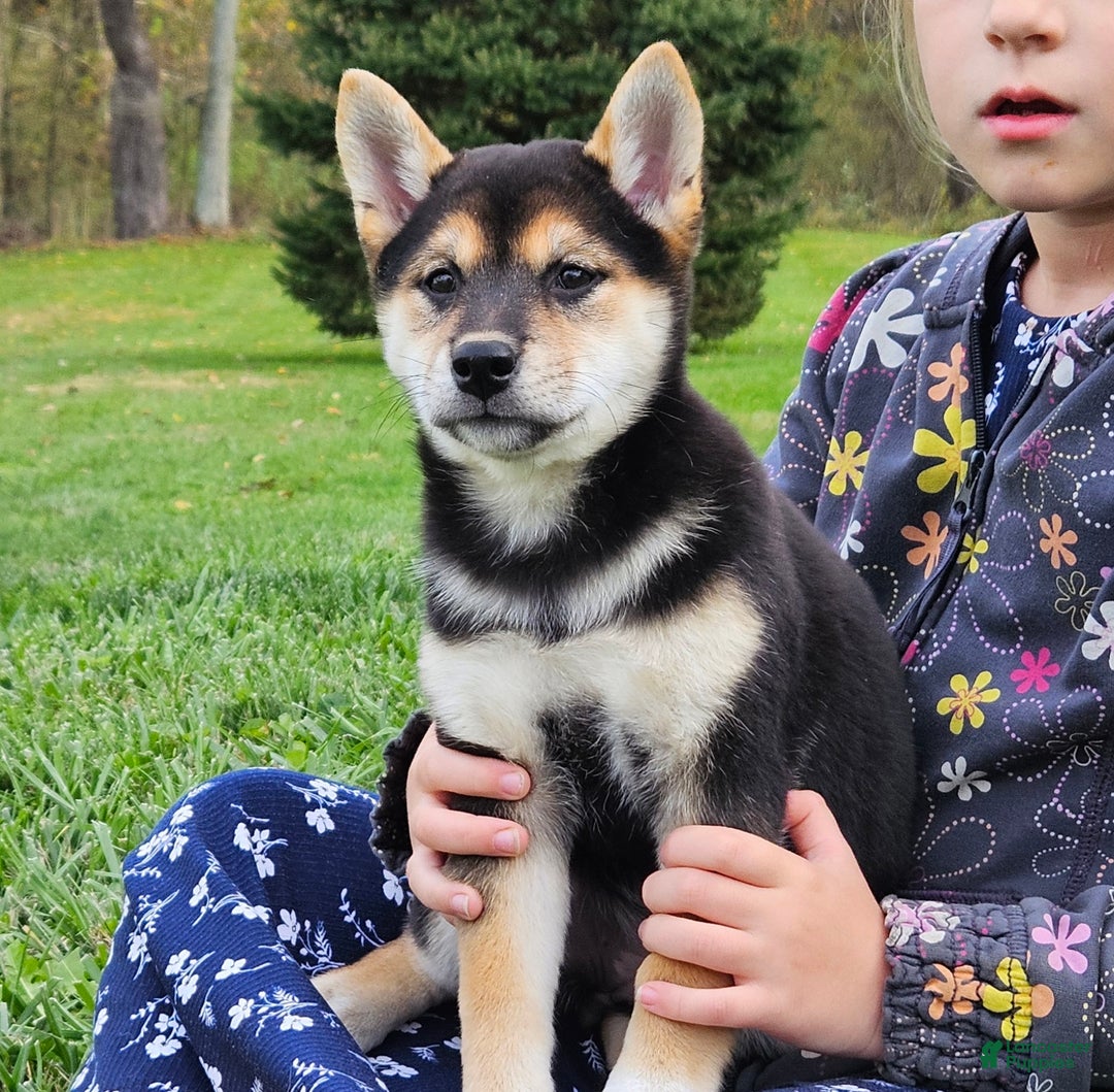 Blue​ Shiba Inu Puppies for sale Lancaster Puppies