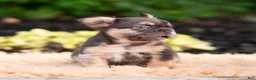 French Bulldog dogs for sale: Baby yoda - Ad 5