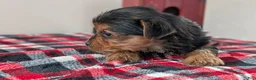 Yorkshire Terrier dogs for sale: Duke - Ad 6