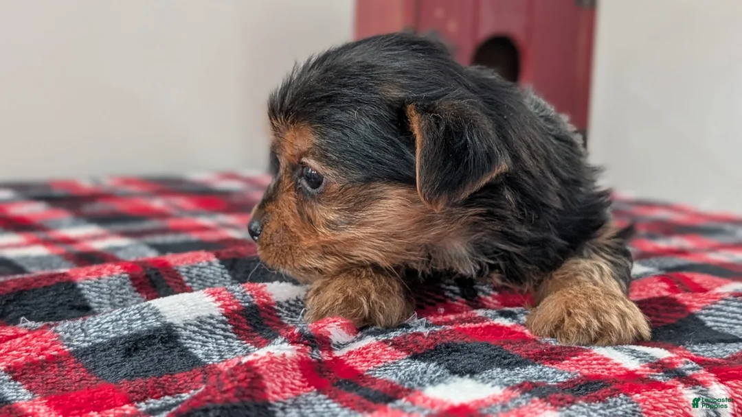 Yorkshire Terrier dogs for sale: Duke - Ad 6