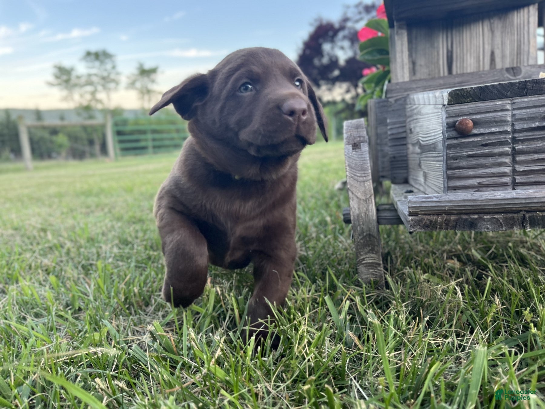 Labrador Retriever dogs for sale: Hunter - Ad 3