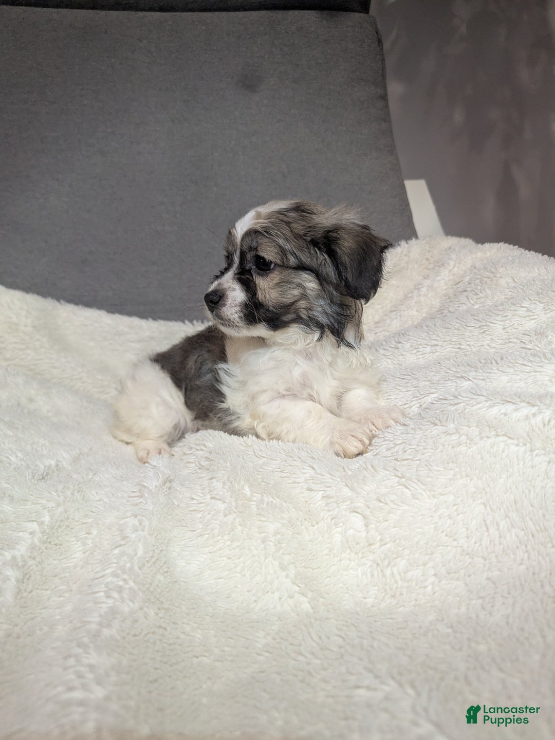 Havanese dogs for sale: Blitz (short haired) - Ad 4