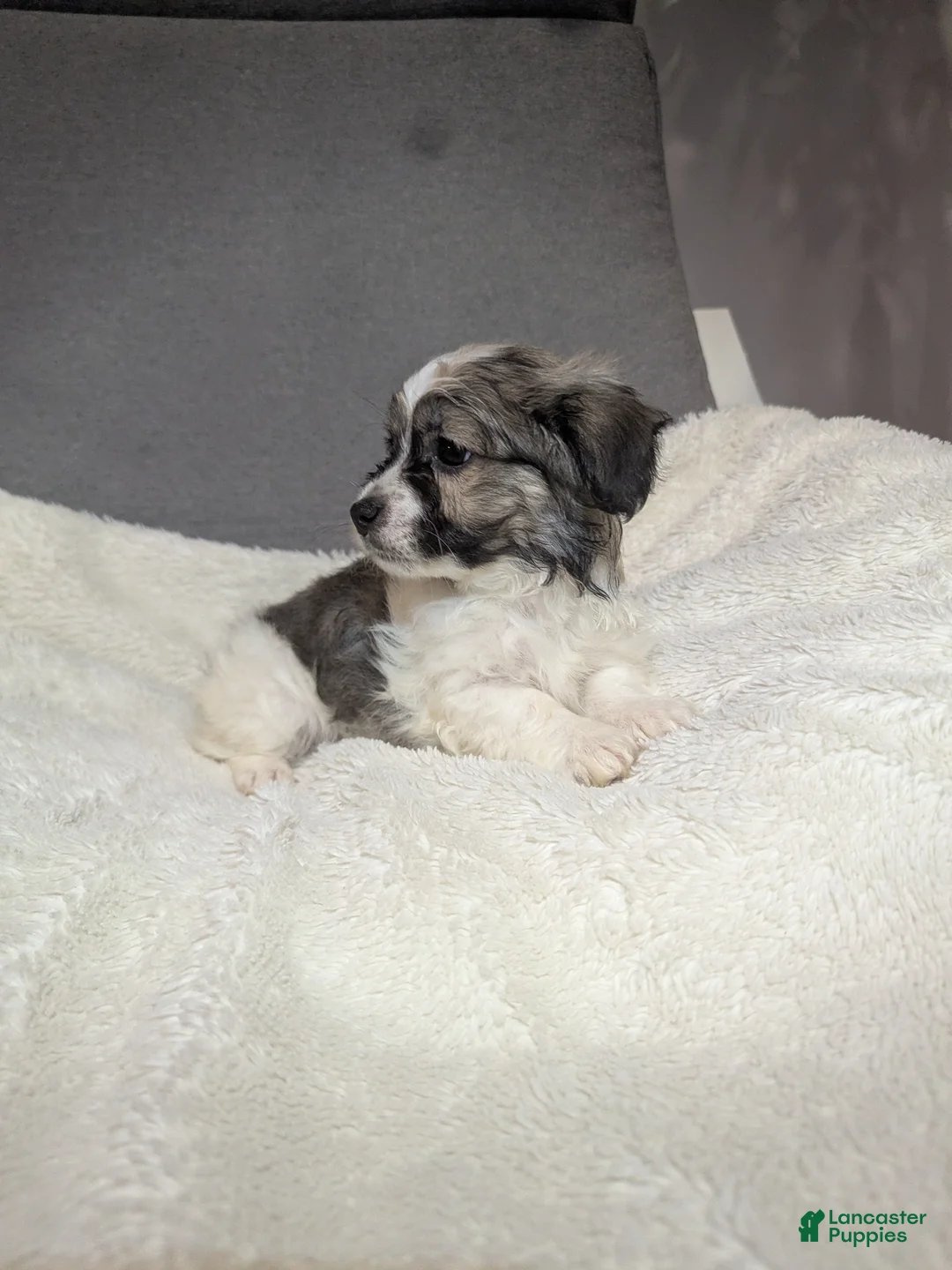 Havanese dogs for sale: Blitz (short haired) - Ad 4