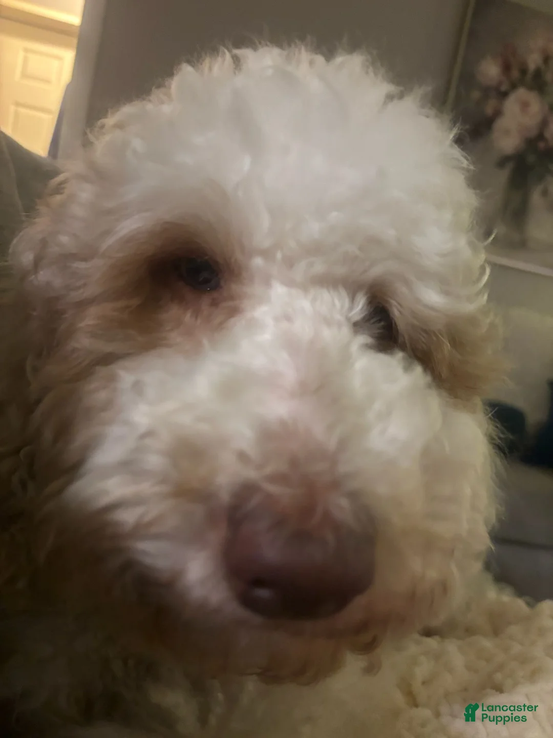 Australian Labradoodle dogs for sale: Purple Girl - Ad 2