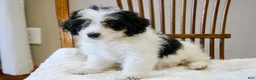 Mini Bernedoodle dogs for sale: Skye  - Ad 5