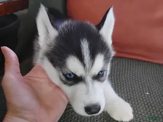 Siberian Husky dogs Ofe - Ad 6