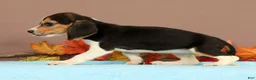 Beagle dogs for sale: Dolly - Ad 5