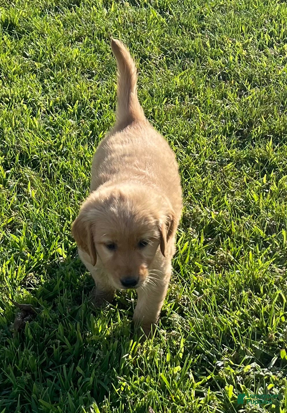 Golden Retriever dogs Golden Retriever 1 - Ad 2