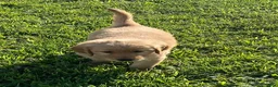Golden Retriever dogs for sale: Golden Retriever 1 - Ad 2