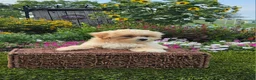 Havapoo dogs for sale: Asher - Ad 4