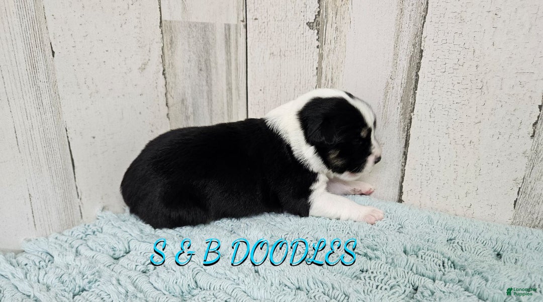 Miniature Australian Shepherd dogs for sale: WonderWoman - Ad 9